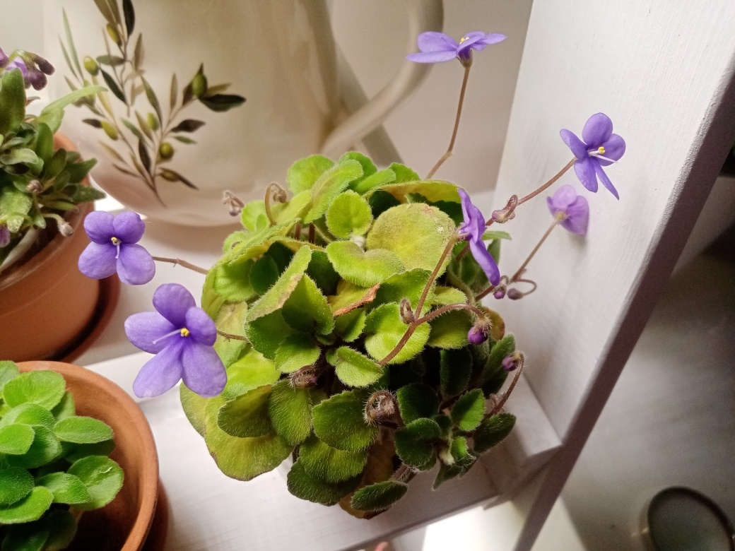 Фиалка сама формирует практически идеальный шар.