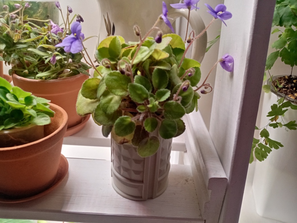 Очень много цветоносов. Сидит на фитиле.