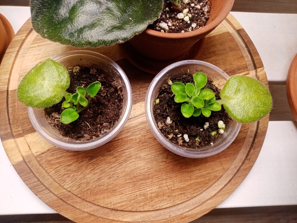 А это уже моё жёлтое счастье. 