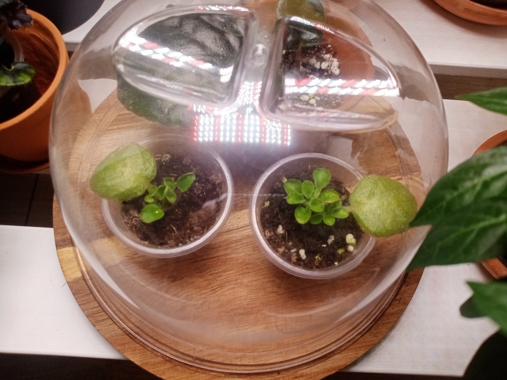 Живёт пока ещё в тепличке. Два листочка дали по две детки, скоро буду отделять от материнского листа и выпускать во взрослую жизнь.