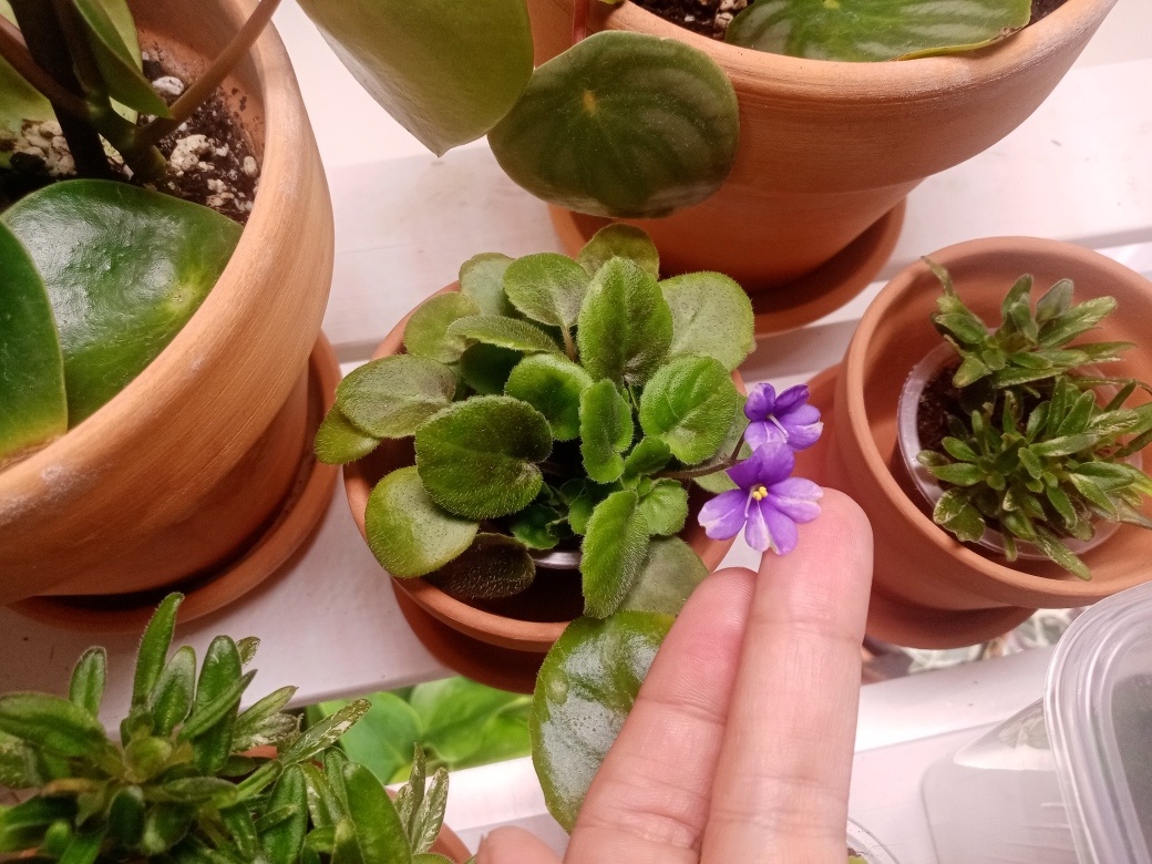 Первое цветение в августе. Не по сорту. ДАВАНДОВЫЙ с белым цветочек. Расстроилась, срезала первый цветонос и стала ждать, когда растение наберёт листовую массу и сформирует большое количество цветоносов. И вуаля! Пикси Блу цветёт ровными лавандовыми цветами, без всяких белых вкраплений.