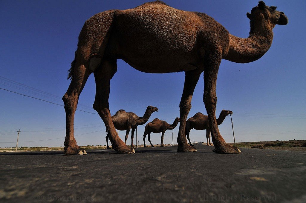 Пустынная равнина с редкими столбами электролиний уходит к горизонту, усиливая ощущение простора и пути.