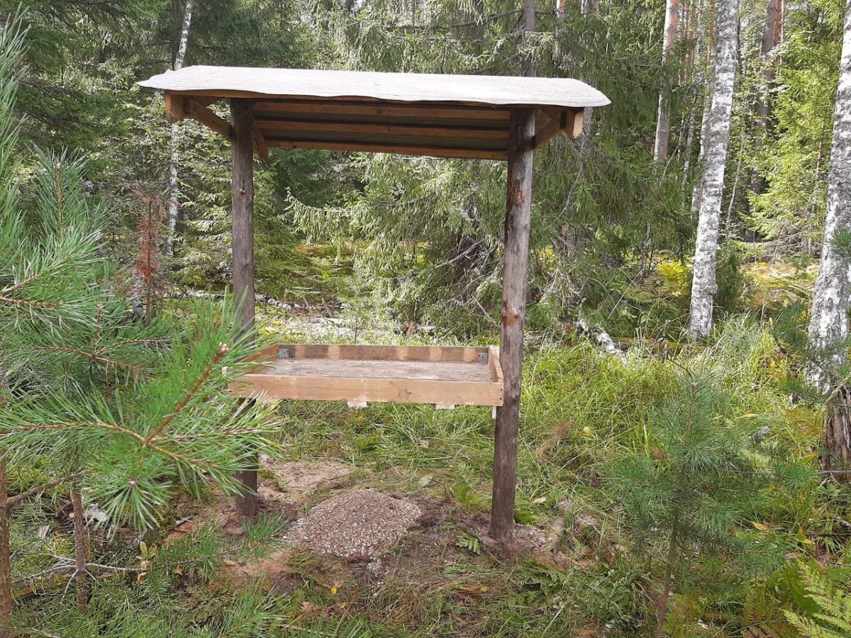    В лесах Нижегородской области начали подкармливать птиц