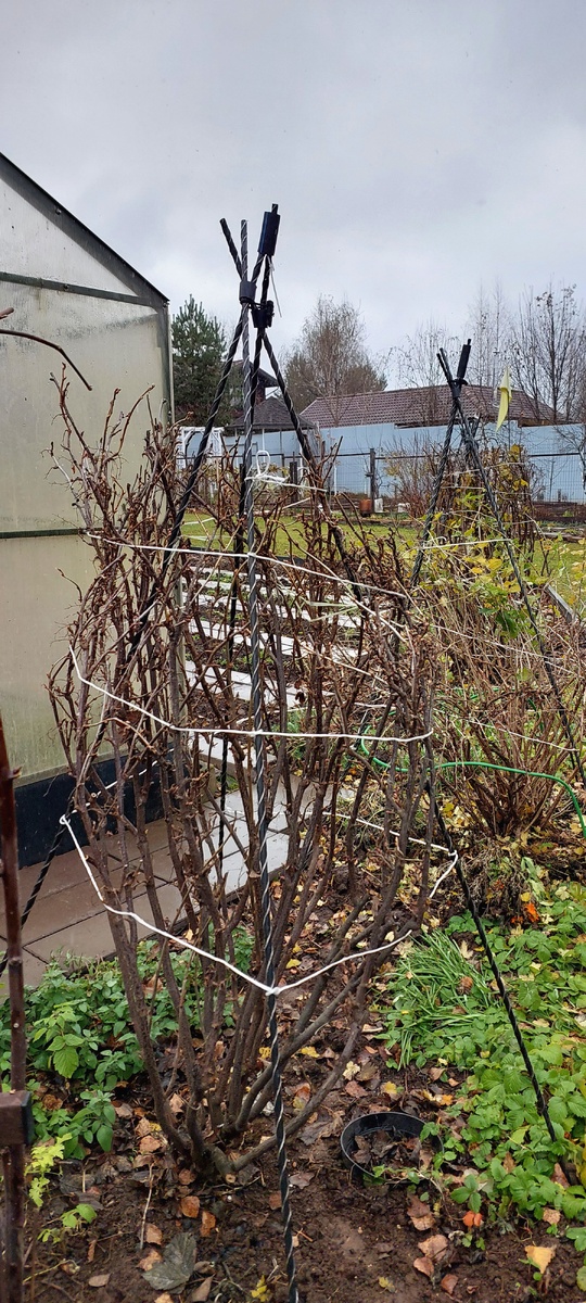 Смородина в коконе.