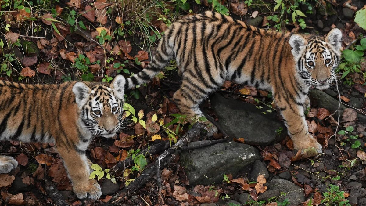 Амурские тигрята в Приморском сафари-парке © Sputnik / Vitaliy Ankov