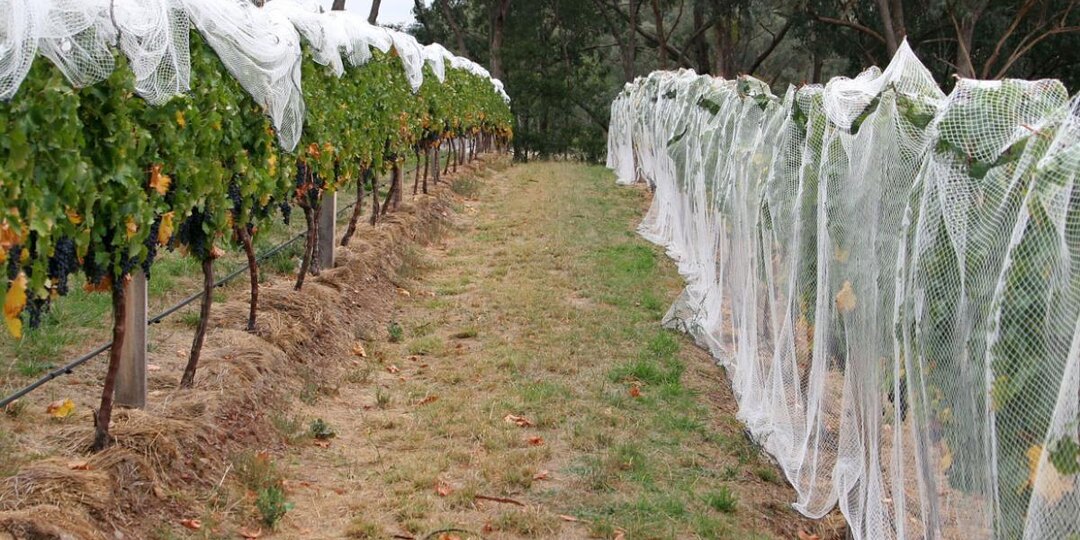 Виноград не любит заботу с фанатизмом: когда укрыть, чтобы не сгнил и не замёрз