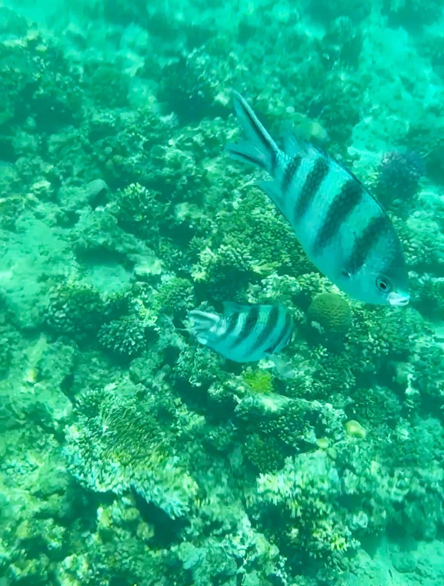 Красное море