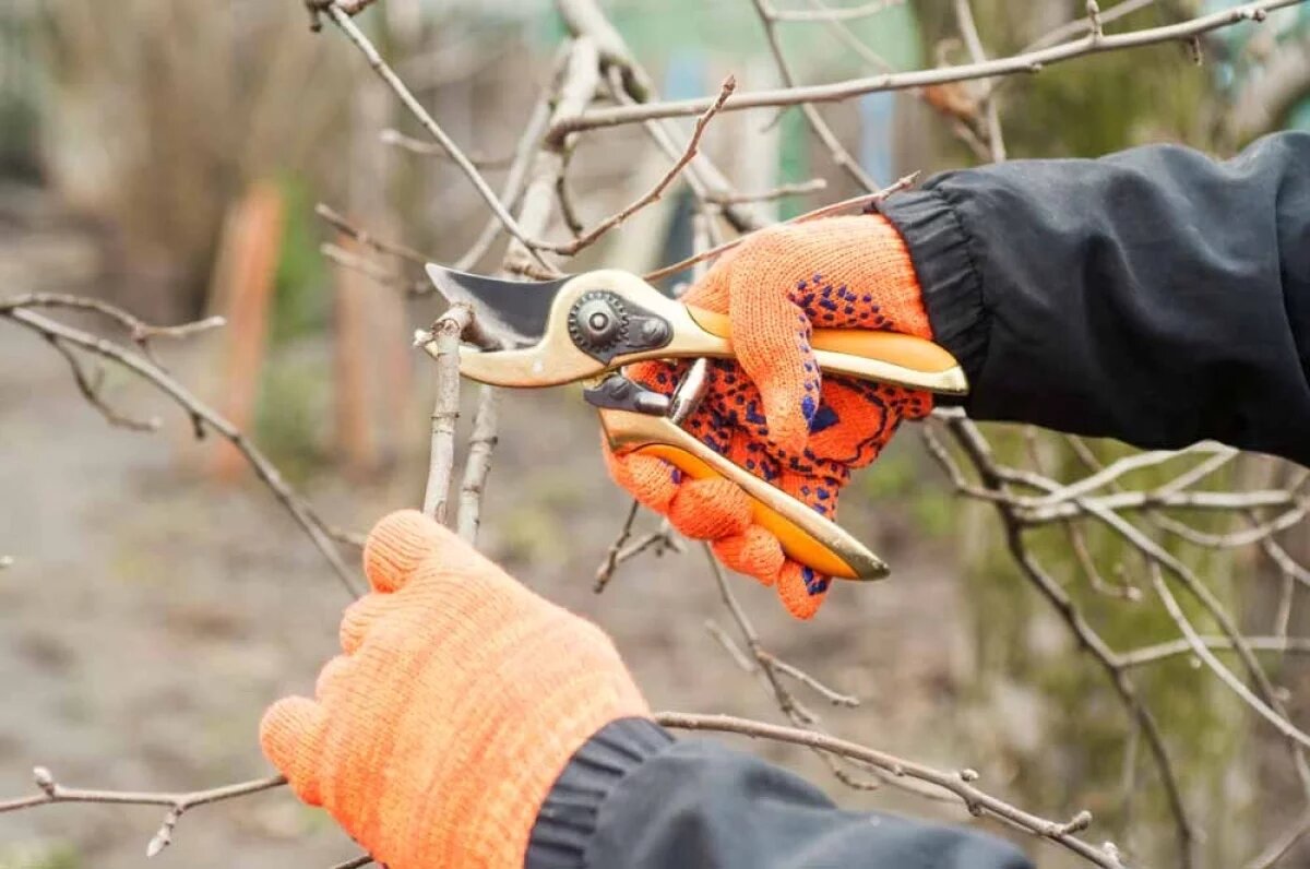    Главная ошибка неопытных дачников.