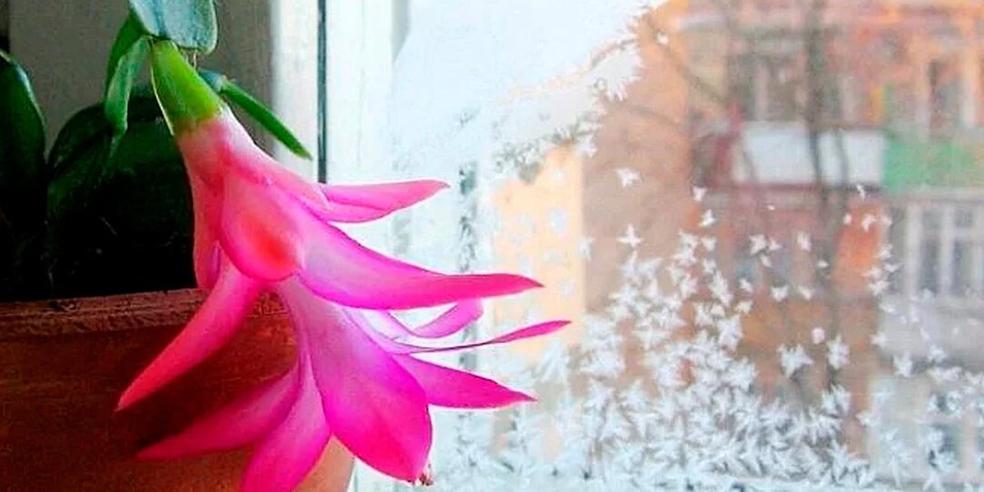 Топ-10 комнатных растений, которые цветут зимой.