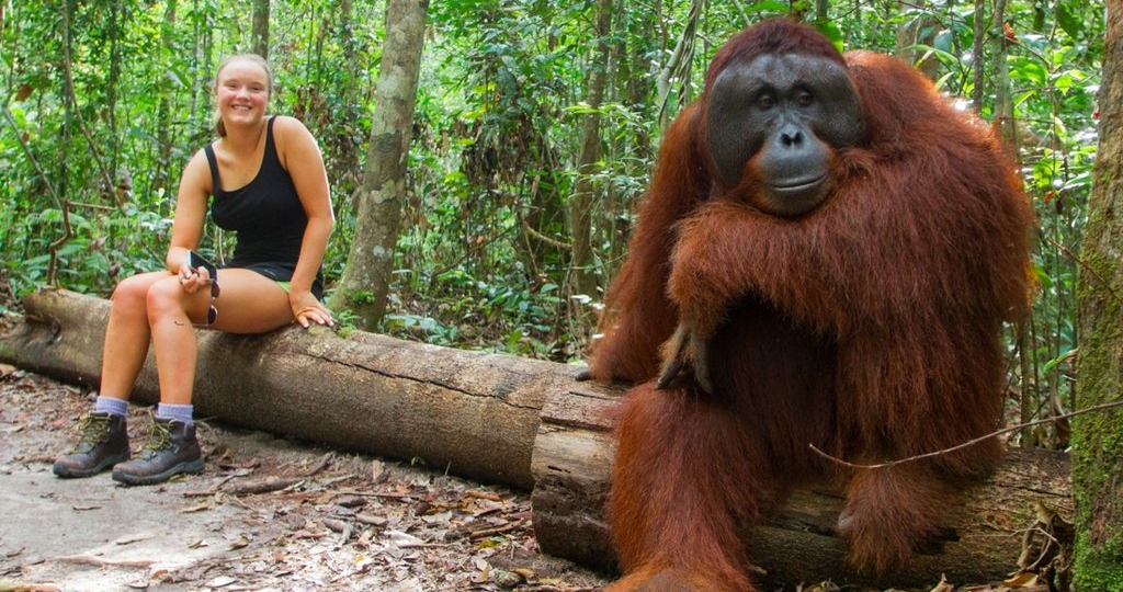 Орангутан сделал лекарство и вылечил себя сам