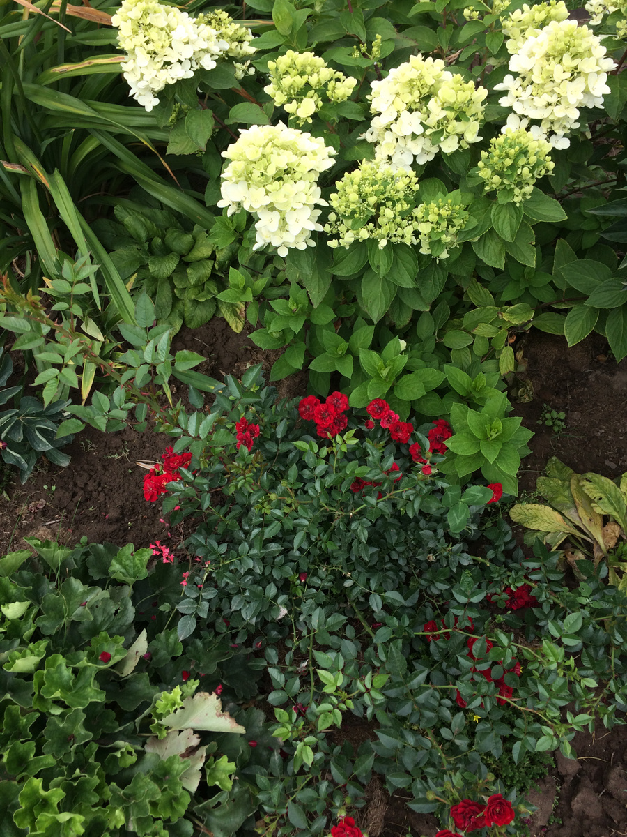 29 июля 2018. Мой молодой кустик гортензии Даймонд Руж