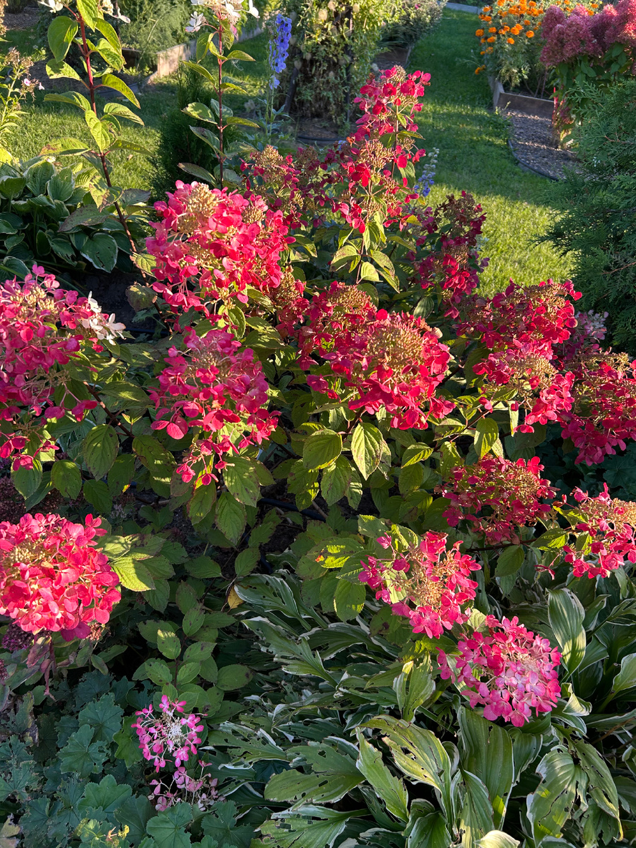 Бриллиант в моей коллекции. Фото Мой второй сад