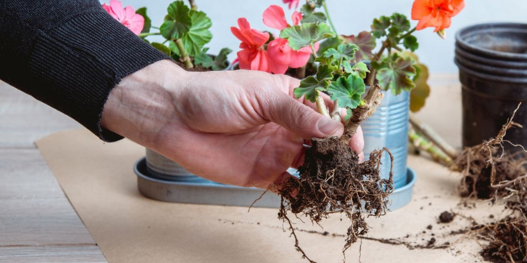 Как сохранить герань зимой без хлопот. Простой и очень хороший метод