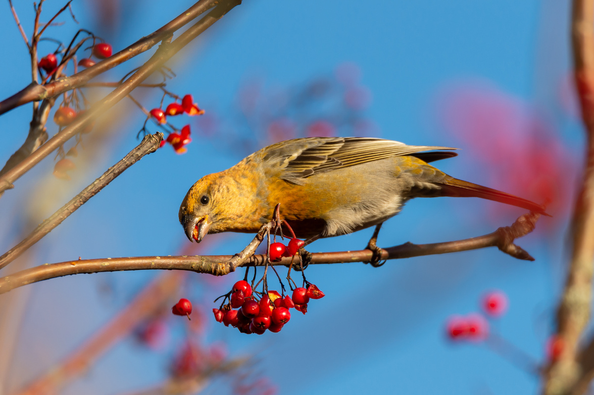 https://ru.freepik.com/free-photo/yellow-common-crossbill-bird-eating-red-rowan-berries-perched-tree-with-blurred-background_9852401.htm#fromView=search&page=1&position=3&uuid=7099cedd-e9b8-4118-9bcc-0add296dea18&query=%D0%BE%D1%81%D0%B5%D0%BD%D1%8C+%D0%BF%D1%82%D0%B8%D1%86%D1%8B