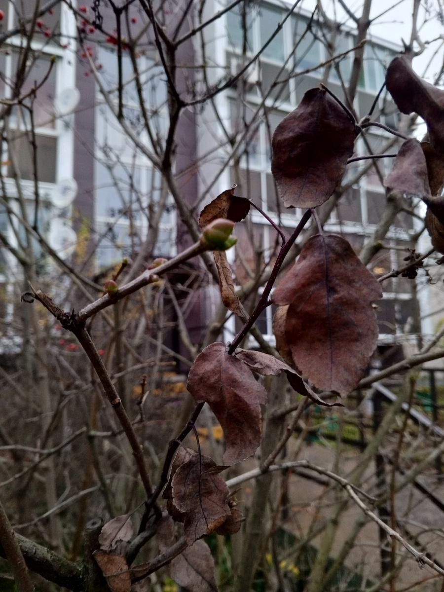 Москва. 6 ноября .