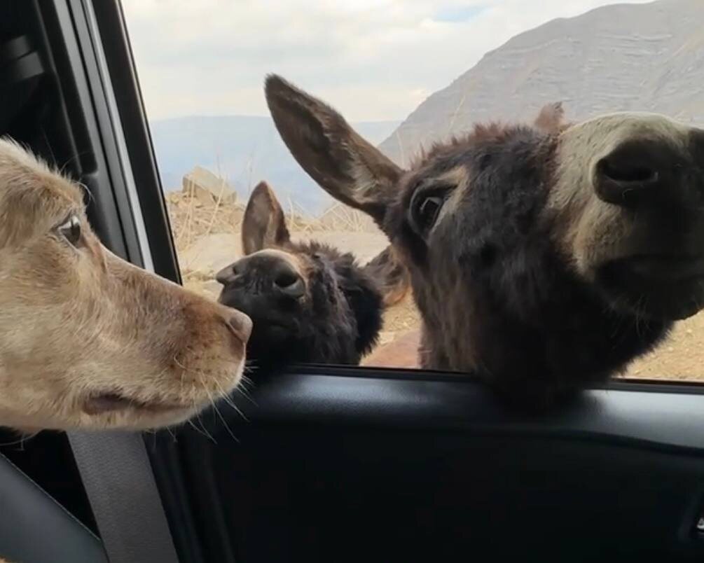 Ослики зашли в гости