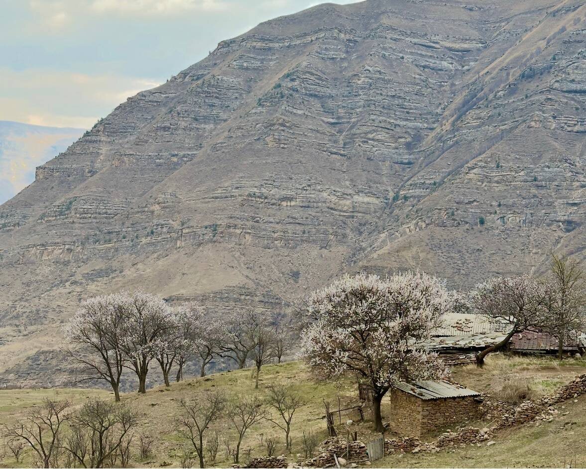 Удивительно как сливаются горы, цветущие деревья и, даже небо кажется приобретает оттенок песка