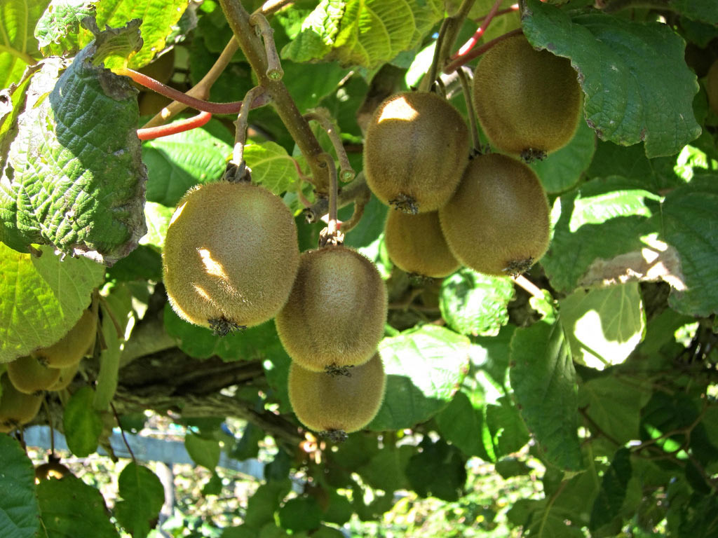 источник: https://ecosystema.ru/08nature/fruits/055.htm