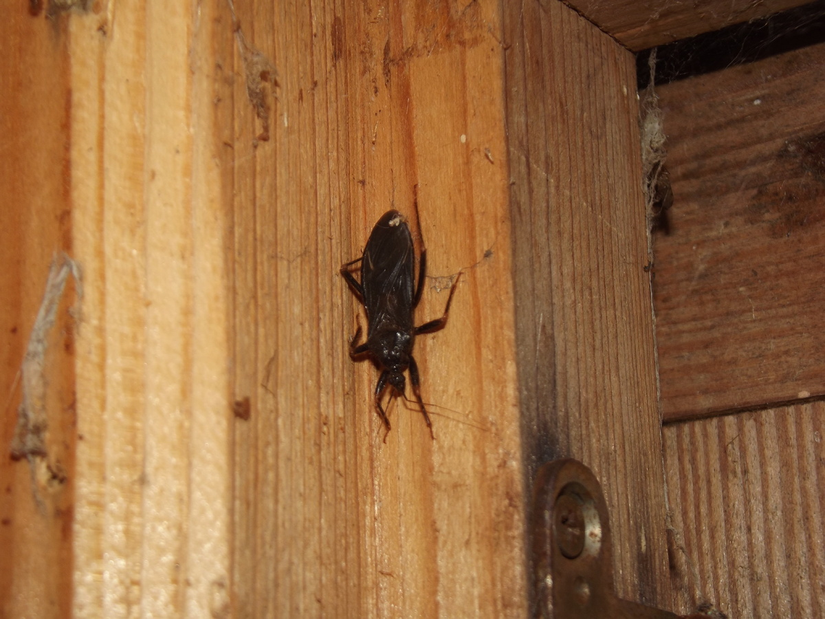 Взрослый редувий