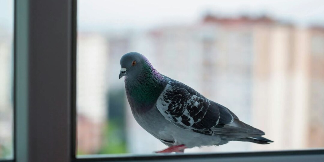 Если в окно залетела Птица, всегда ли это к плохому?