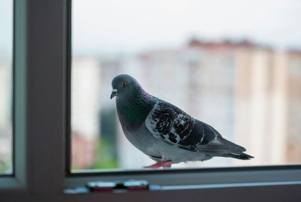 Фото из открытых источников