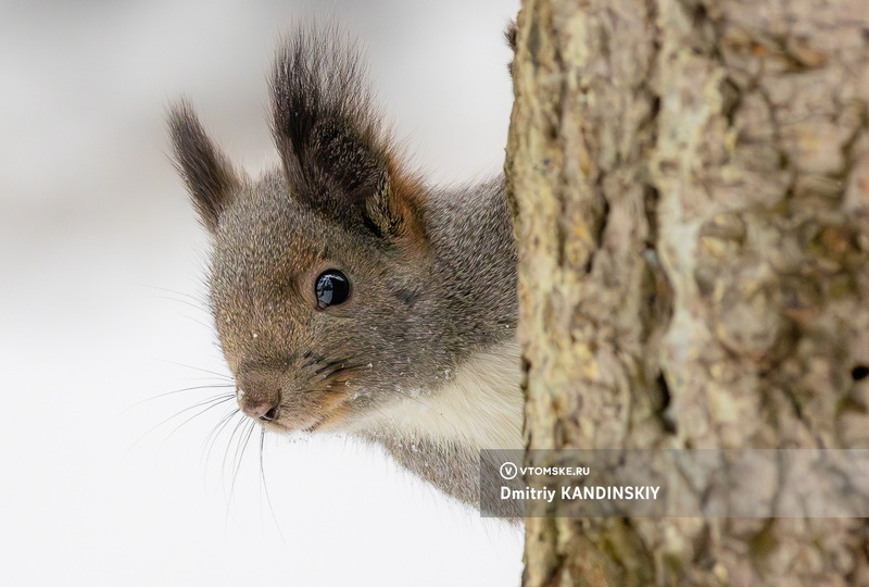 Наступили холода — значит, пора кормить белок. Фотоохота за обитателями томского парка