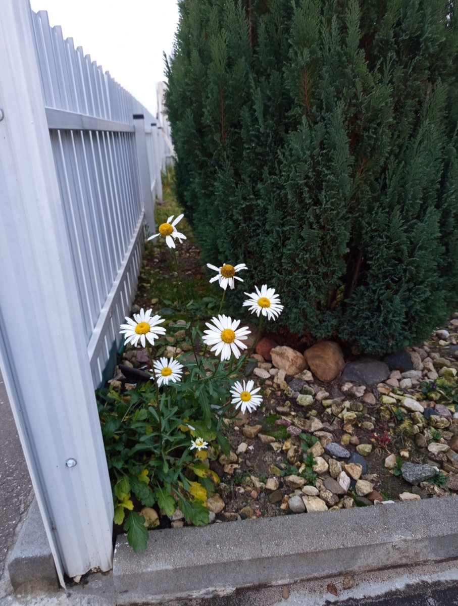 Ромашки в ноябре, фото от 2 ноября