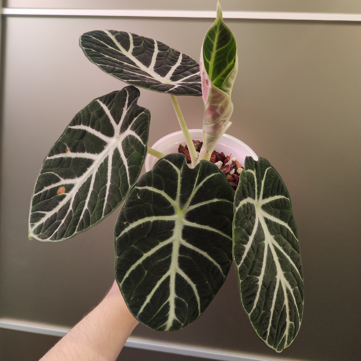 Алоказия Ниндзя