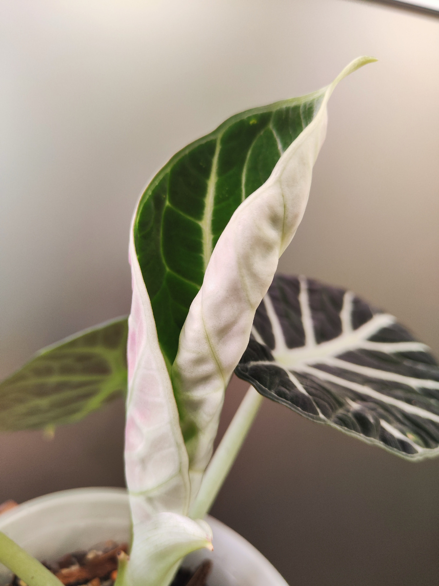 Новый листик🥰