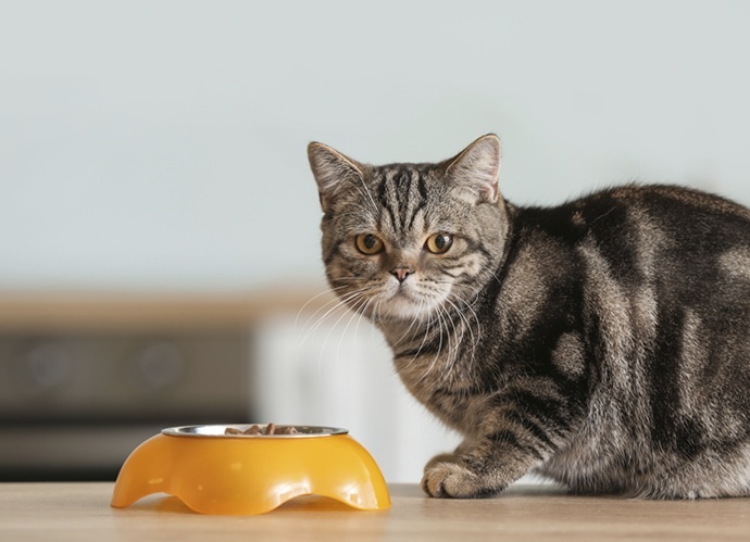 Фото из Интернета.