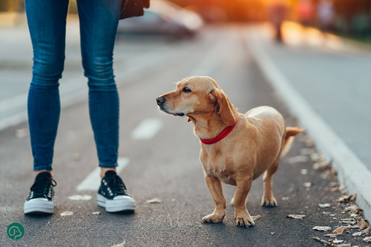 Женщина гуляет с собакой без поводка 