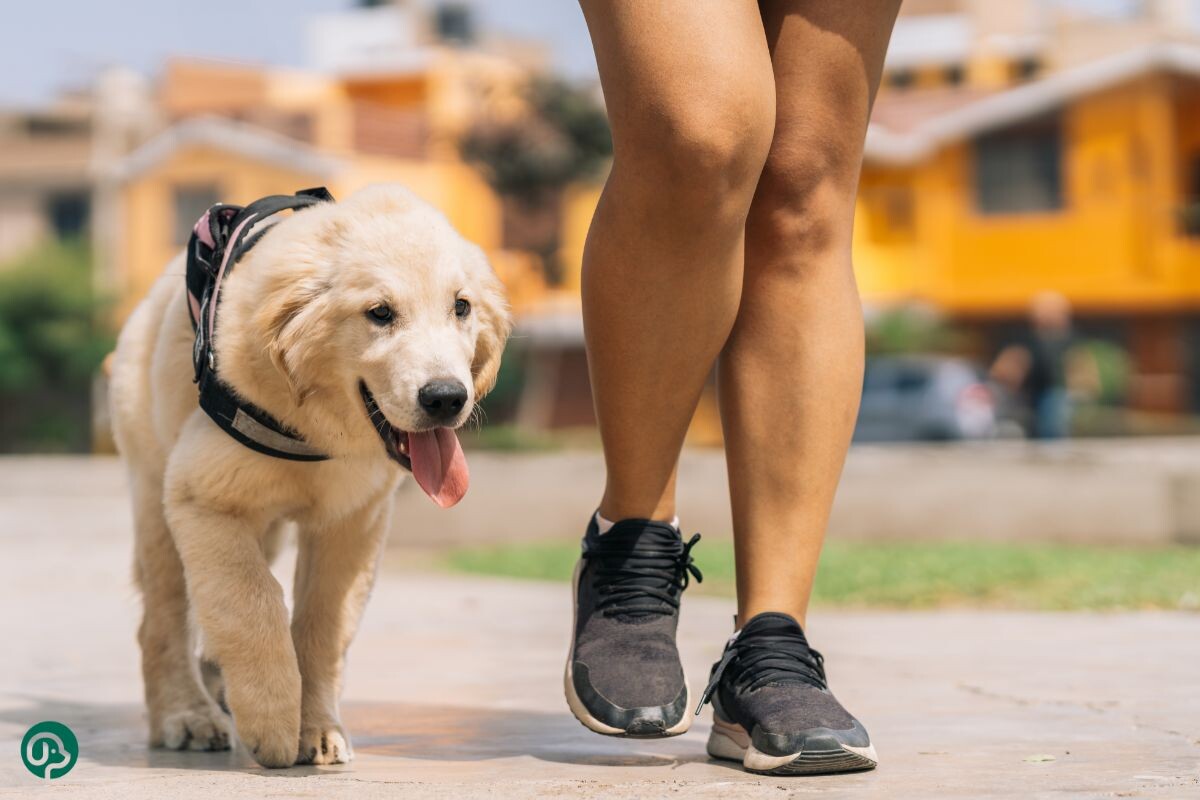 Щенок без поводка 