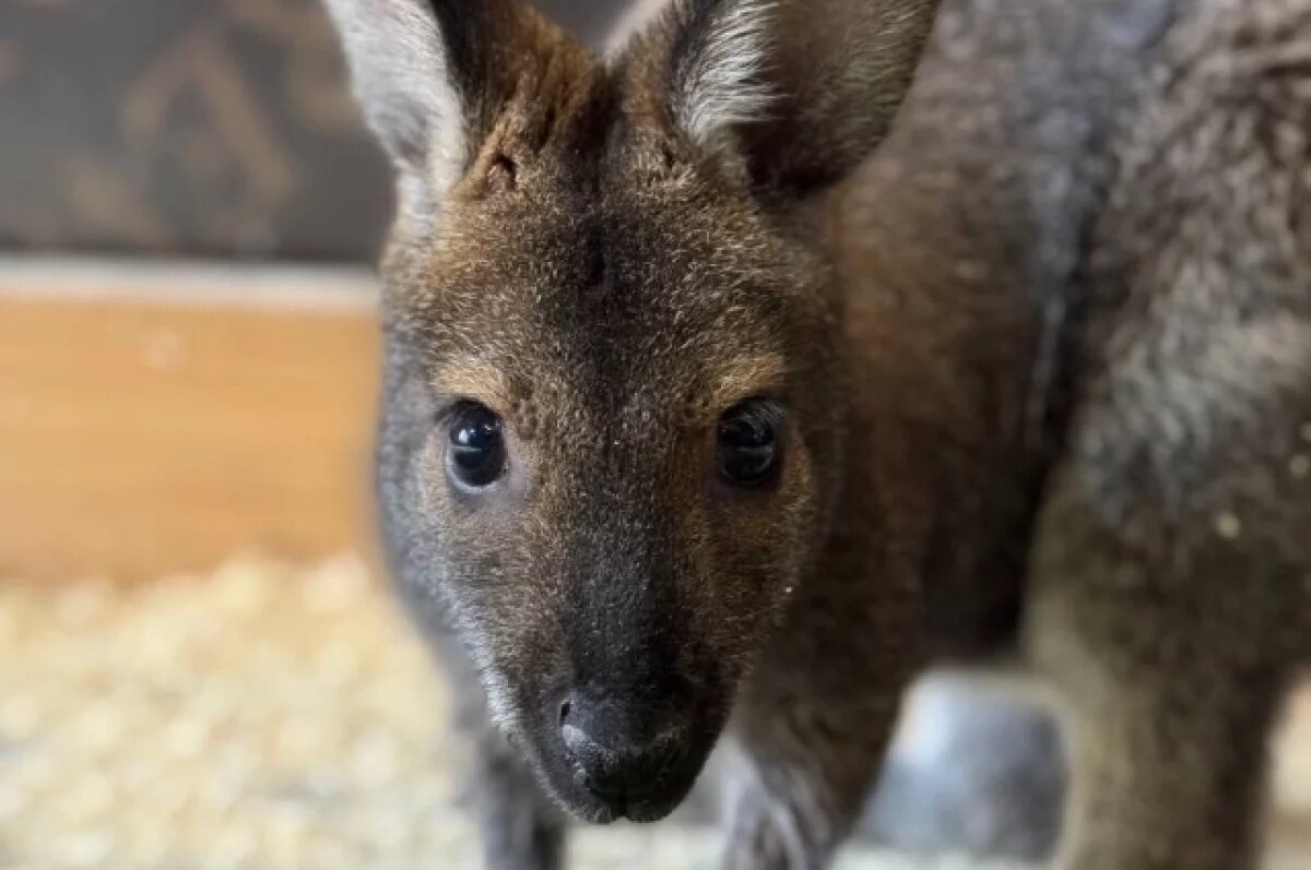    В Белгородский зоопарк прибыли новые обитатели — кенгуру Беннетта