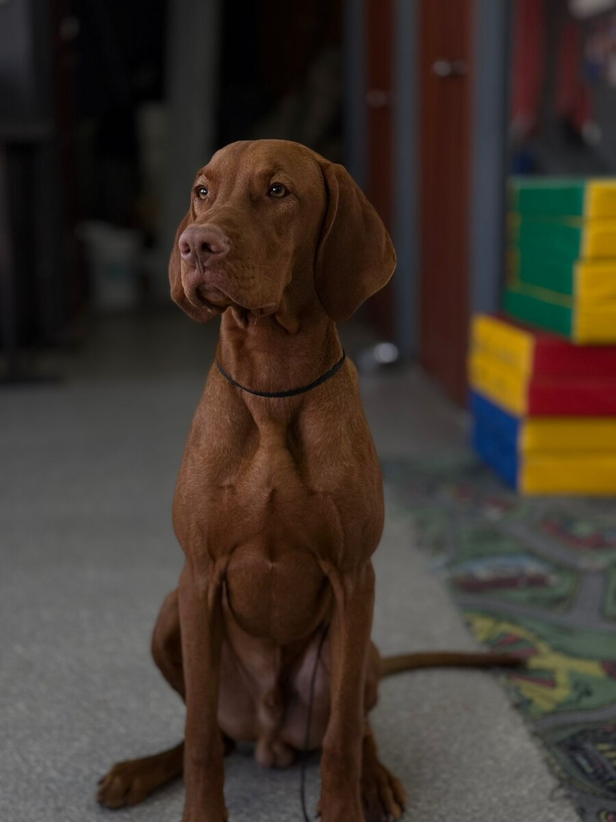 фото предоставлено владельцами собаки