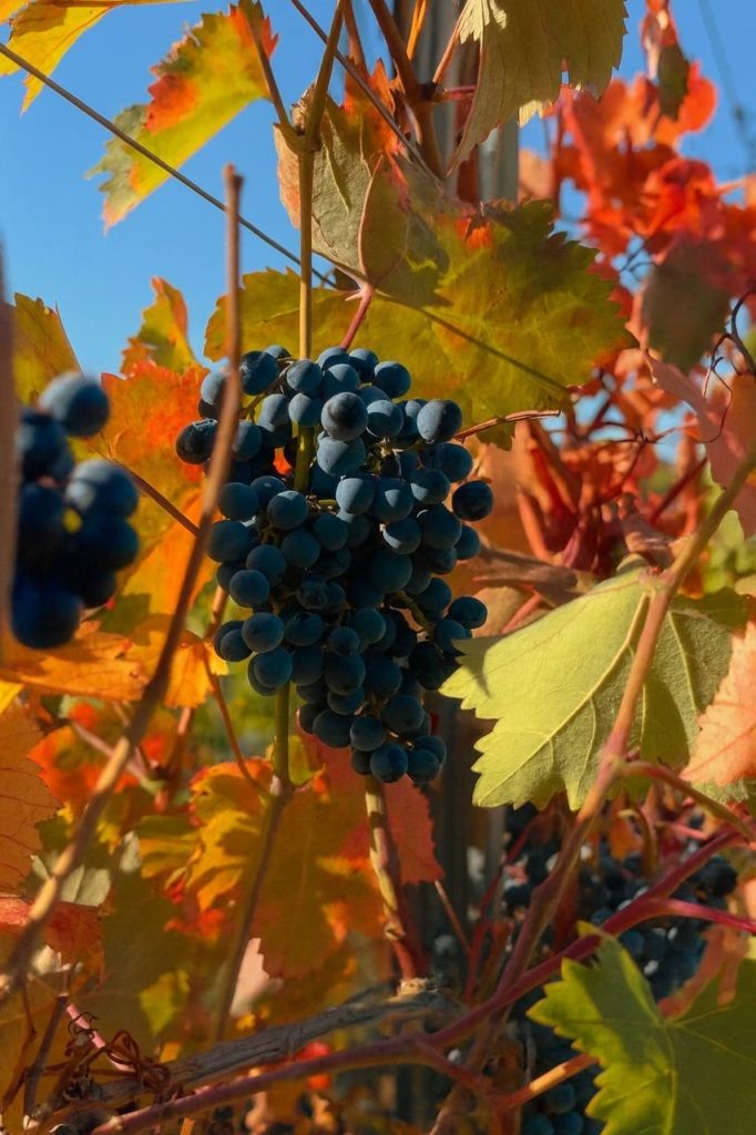    Фото: пресс-служба АПФ «Фанагория»