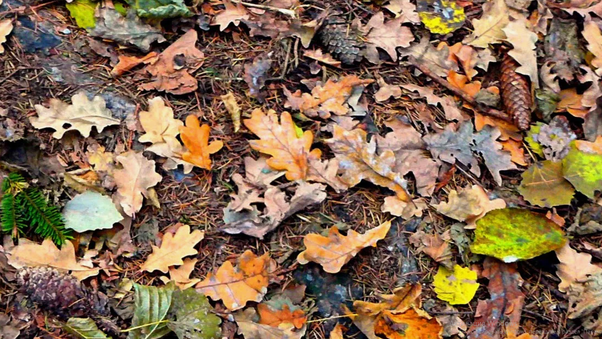 листовой опад