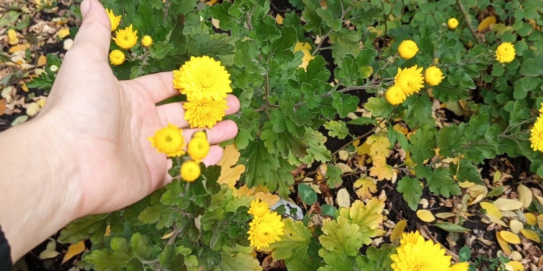 Черенкование хризантем в ноябре: никогда не делю кусты, без заморочек приумножая растения