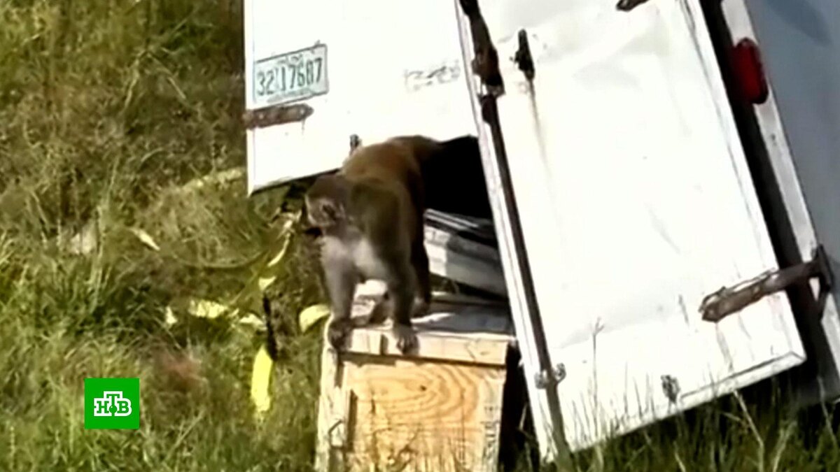    В США из спецфургона сбежали зараженные опасными вирусами лабораторные макаки