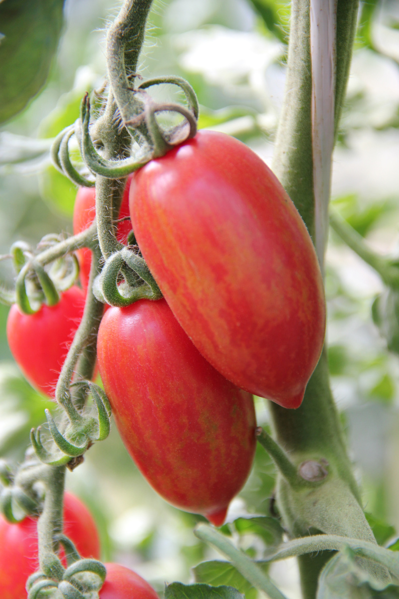 Леденец красный