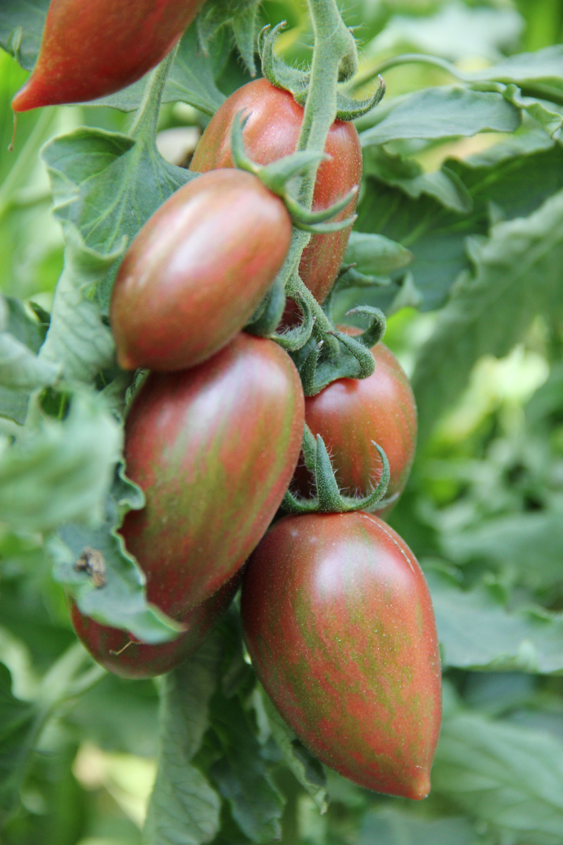 Леденец розовый