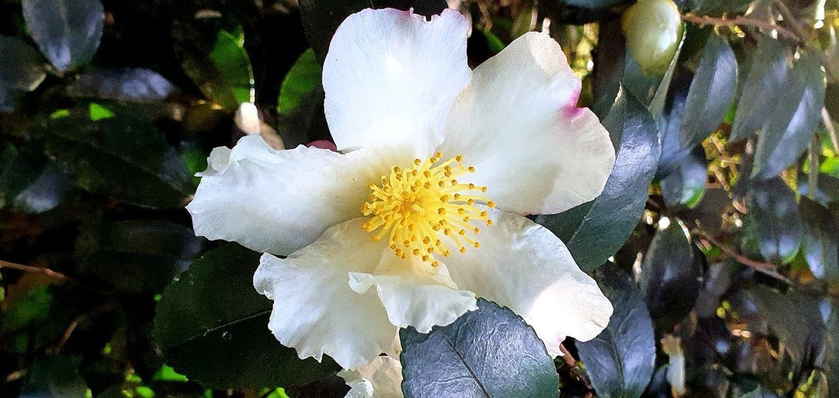    Фото: пресс-служба парка «Южные культуры»