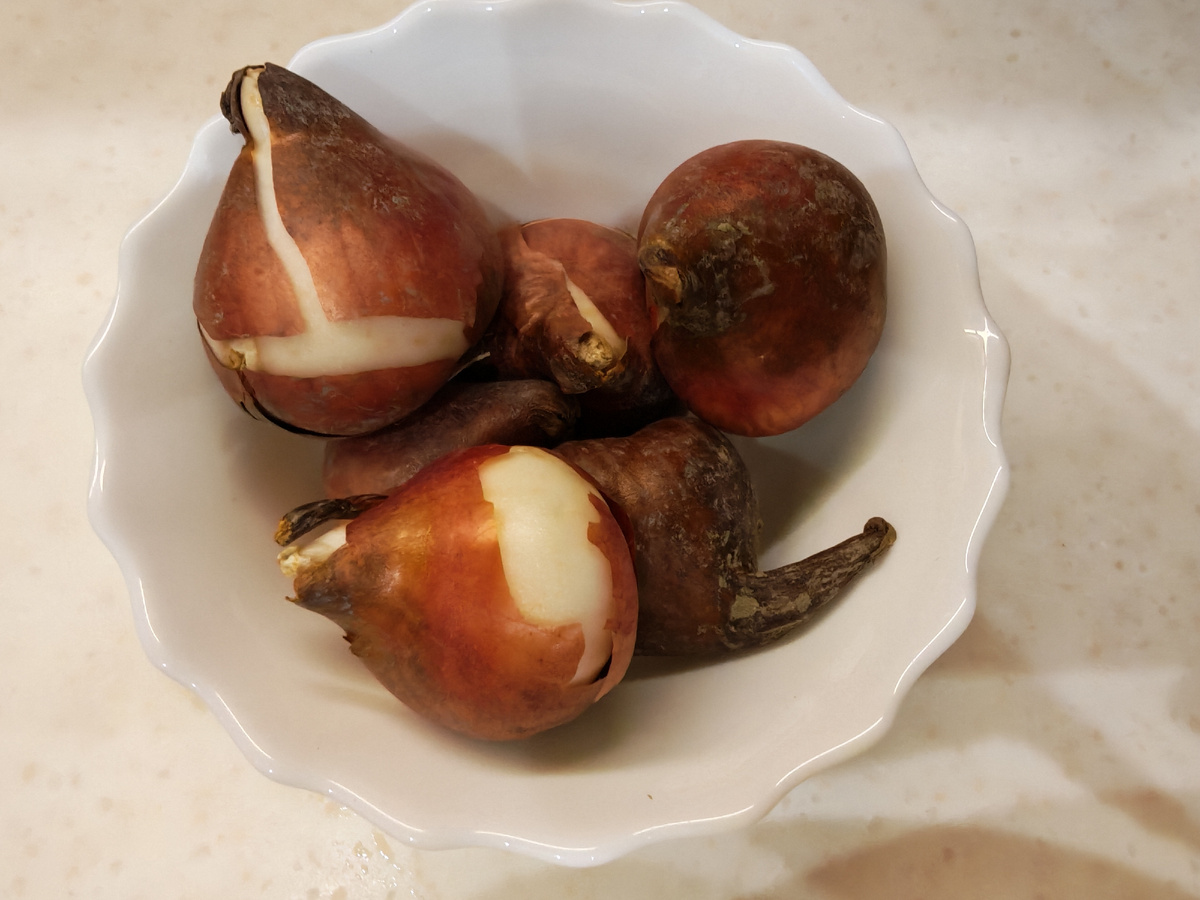 Луковицы тюльпана "Финола" оказались достаточно крупными. 