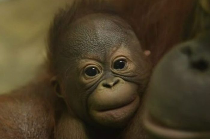 Кадр видео телеграм-канала «Новосибирский зоопарк».