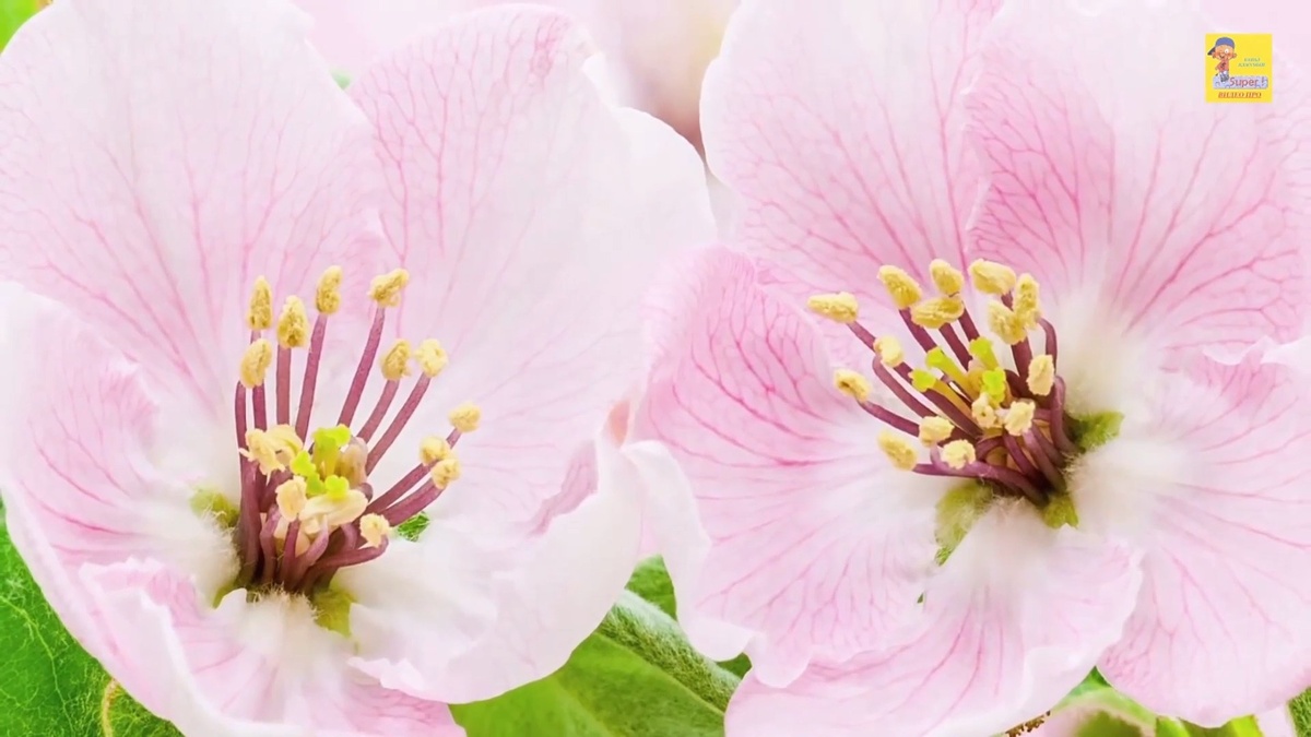 Потрясающая красота от природы