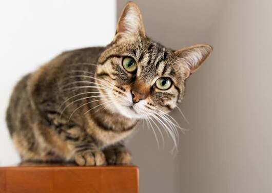 Фото из Интернета.