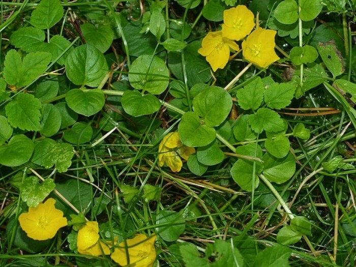 Вербейник монетчатый (фото из архива автора)