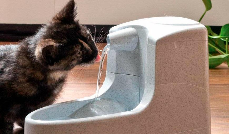 Фото из Интернета.