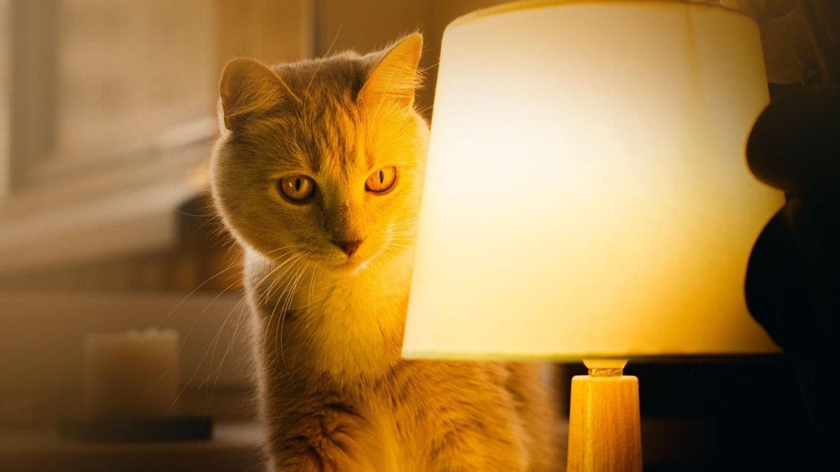 Фото из Интернета.