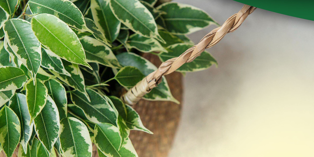 Секрет ухода за фикусом: подход к грунту, пересадке, питанию