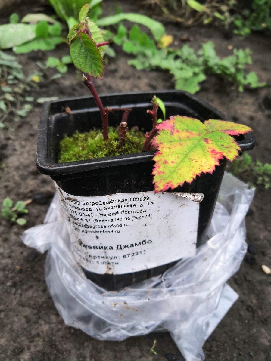 Вот такой саженец